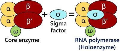 Rna Polymerase In Prokaryotes