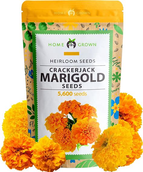 Amazon.com : HOME GROWN Marigold Seeds Bulk Mix - 5600+ Crackerjack ...