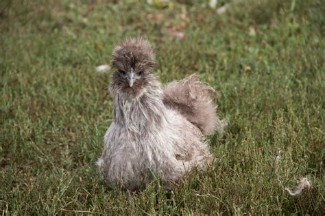 Silkie Chicken Breed Guide — Practical Self Reliance