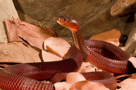 Red Spitting Cobra Facts and Pictures