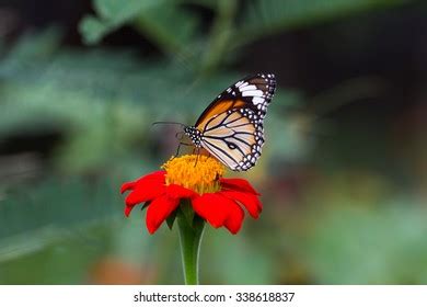 Monarch Butterfly On Mexican Sunflower Stock Photo 338618837 | Shutterstock