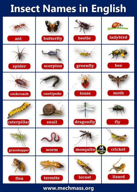 Insects Names List with Pictures PDF- List of Bugs - MechMass | Insects names, Vocabulary ...