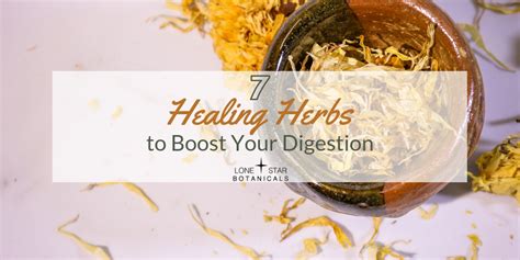 Herbs for Digestion: 7 Healing Herbs to Boost Your Digestive System ...