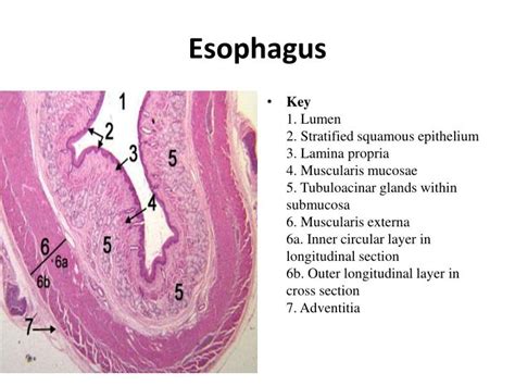 PPT - Esophagus histology PowerPoint Presentation - ID:2193418