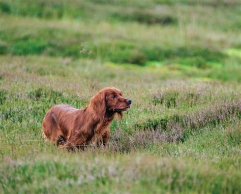 Irish Setter - History and Development from Ireland to the United States