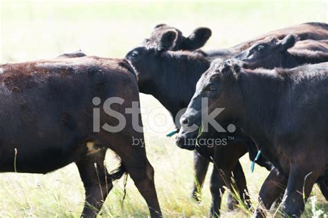 Black Angus Calves Stock Photo | Royalty-Free | FreeImages