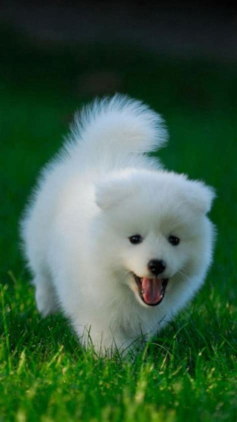 Cute Dogs Wallpapers on WallpaperDog