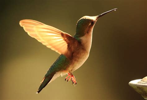 Hummingbird Migration Map - Liberty County