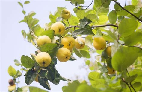 Cultiver les coings, des fruits gourmands