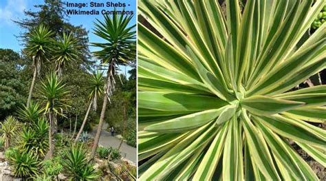 35 Types of Yucca Plants (With Pictures) - Identification Guide