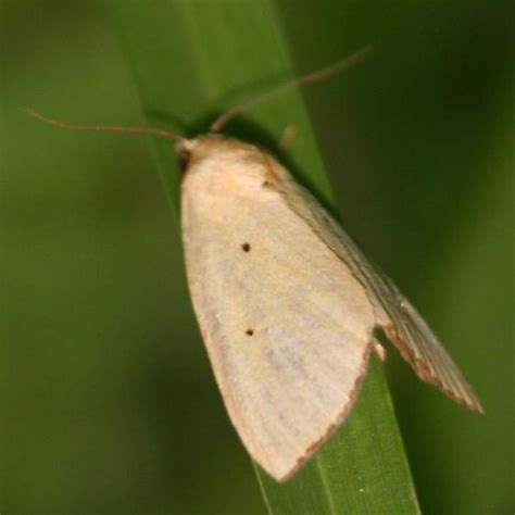 Brown-bordered Lemon Moth - 9044 - Left Posterior - Marimatha nigrofimbria - BugGuide.Net