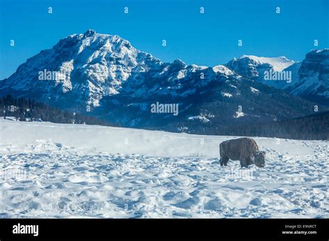 Bison in winter in Yellowstone Stock Photo - Alamy