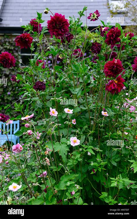 dahlia admiral rawlings purple flower flowers flowering very tall ...