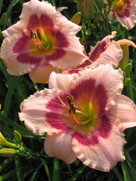 Learn All About 70 Different Daylily Varieties | HGTV