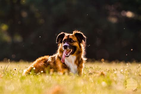 A Playful Dog Enjoying the Outdoors