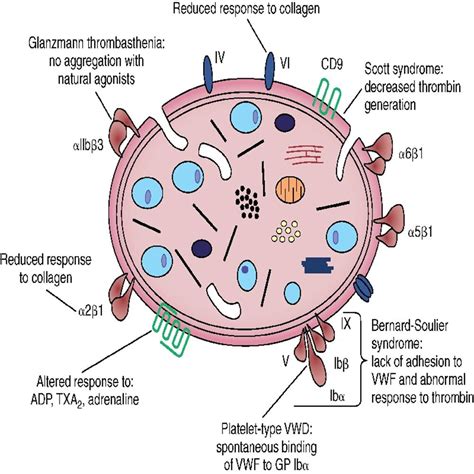 Platelets Function