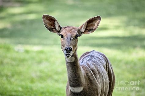 Lesser Kudu Photograph by Douglas Barnard