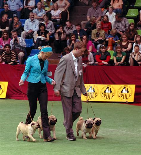 File:Opole dog show.jpg - Wikimedia Commons