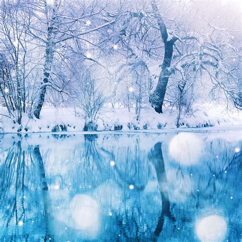 Nature Winter Snowy Tree iPad Air Wallpapers Free Download