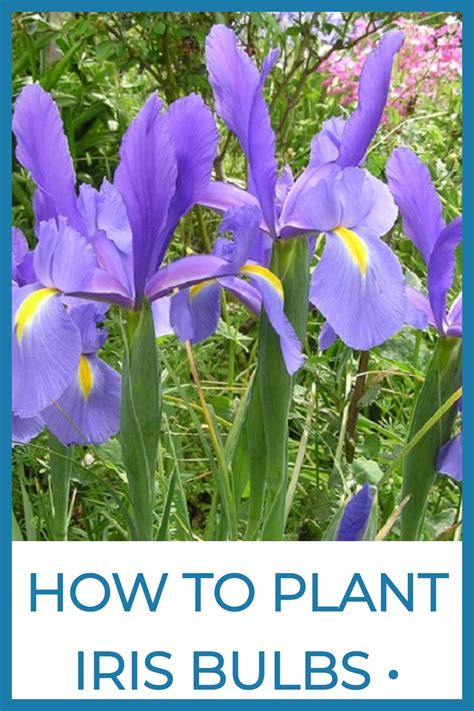 How to Plant Iris Bulbs • Sow Small Garden | Iris flowers garden, Growing irises, Planting bulbs