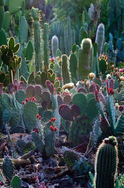 Arizona cactus garden – Artofit