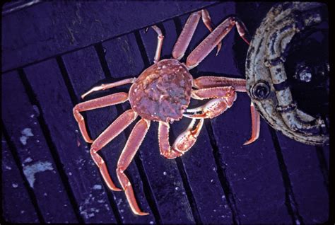 Catch a Crab in Alaska | Alaska Fishing Blog | Alaskan Crab | FishingTripToAlaska.com