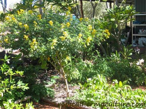 Growing Permaculture Plants