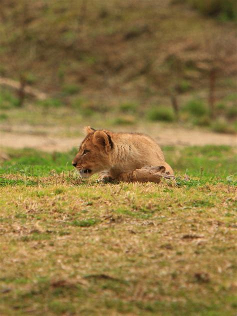 Lions & Lion Cubs | Lion Camp; Lion Cubs San Diego Wild Anim… | Flickr