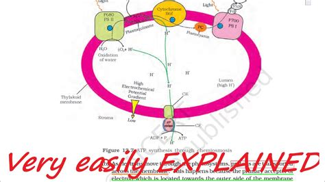 Chemiosmotic hypothesis class 11 - YouTube