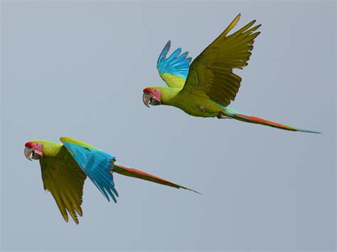 Great Green Macaw - eBird