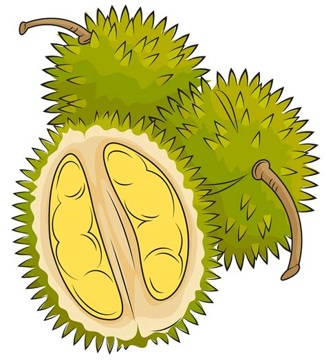 Durian clipart tree pictures on Cliparts Pub 2020! 🔝