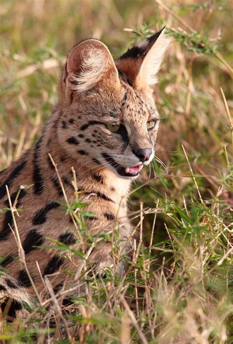 Serval Cat - Animal Facts Encyclopedia