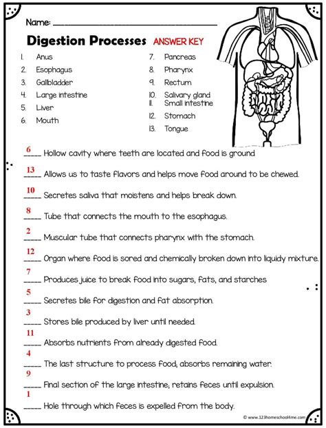 Printable Digestive System Worksheet