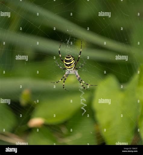 Wasp Spider in web Stock Photo - Alamy