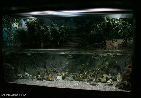 Brackish water biotope tank with Archerfish and scats Gecko Terrarium ...