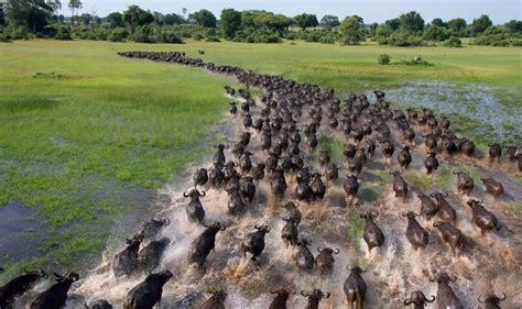 African Buffaloes | African buffalo, Most beautiful animals, Animals beautiful