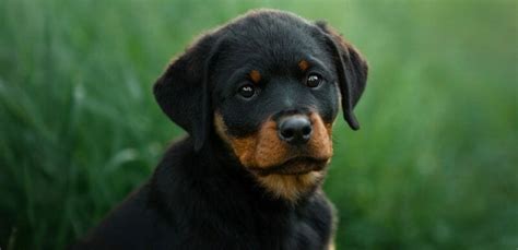 Rottweiler Size Chart | Growth & Weight Chart