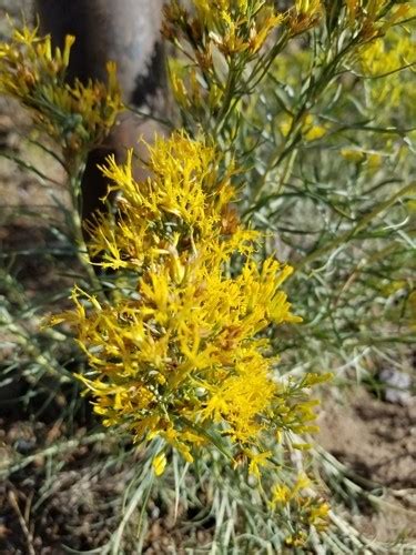 How to Plant and Grow Rubber rabbitbrush(Ericameria nauseosa)