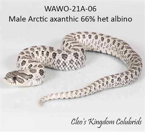 Axanthic - Hognose Snake Traits - Morphpedia