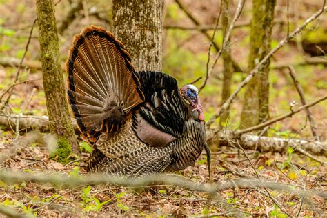 Turkey Season Opens Saturday, March 21, in Most Alabama Counties | Outdoor Alabama