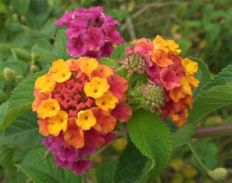 Lantana~"MIXED" LANTANA~Seeds!~~~~~~A Neon Rainbow!