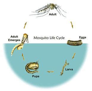 Life Cycle - American Mosquito Control Association