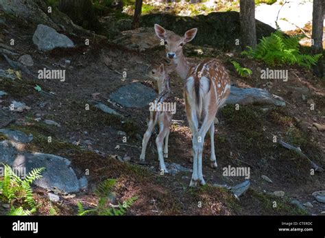 A Fallow Doe and Fawn Stock Photo - Alamy