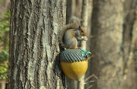 Squirrel on a giant acorn Photograph by John Gans - Fine Art America