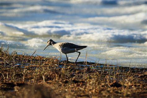 Finland – A wildlife photographers’ paradise? - WildlifeMoments.de