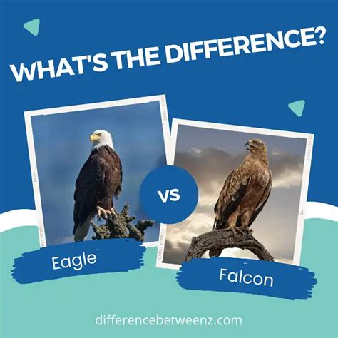 Difference between Eagle and Falcon - Difference Betweenz