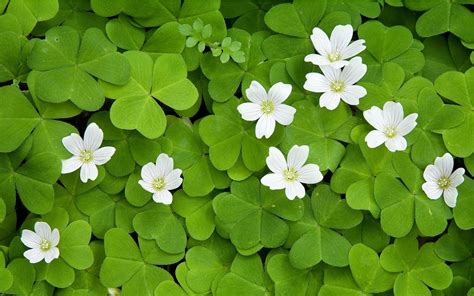 Penn State Extension Philadelphia Master Gardeners : Phony Shamrocks and Fake Four-Leaf Clovers