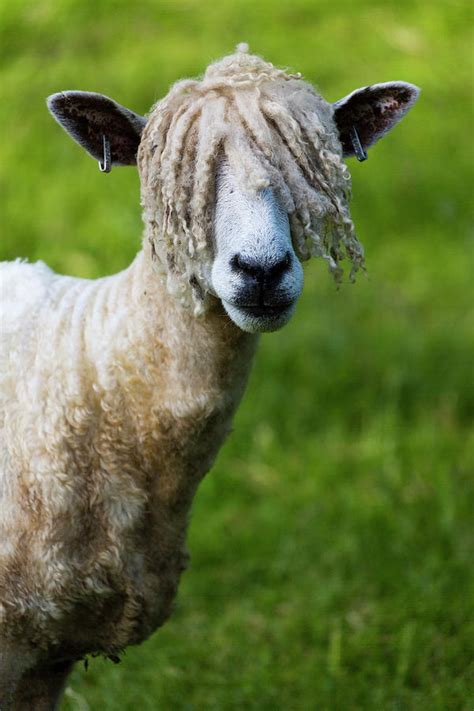 A Cotswold Lion Sheep, Rare Breed, Gloucestershire, Uk Photograph by Nick Turner / Naturepl.com ...