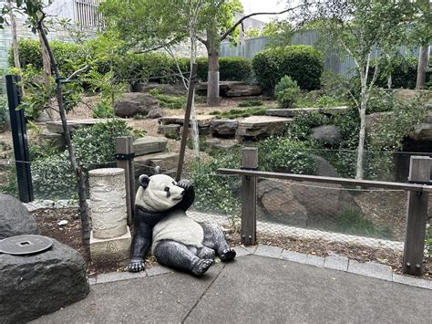 Student rescued after entering Adelaide Zoo panda enclosure to retrieve ...