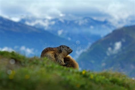 Fighting Animals Marmot, Marmota Marmota, in the Grass with Nature Rock Mountain Habitat, Alp ...